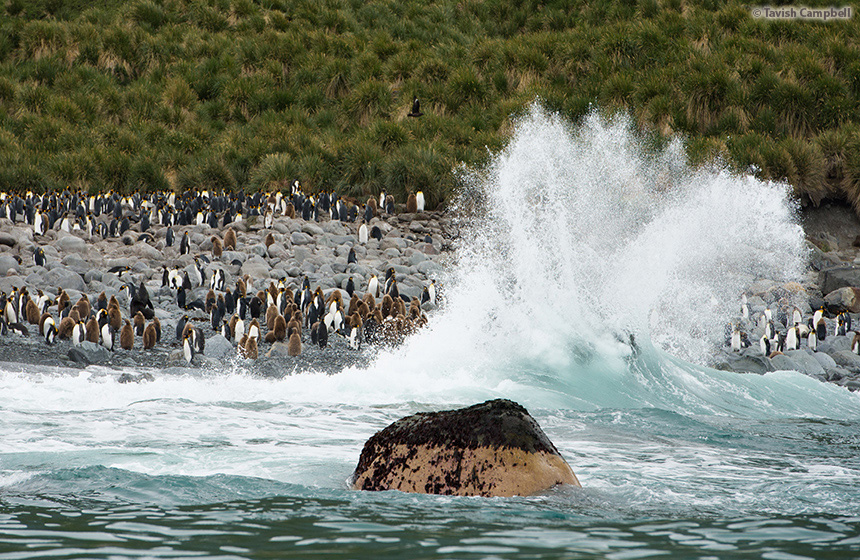 Antarctic_2020_11_Abenteuer und Wildtiere